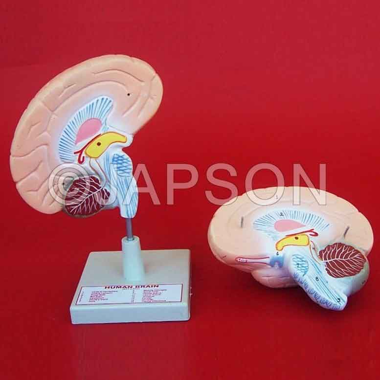Human Brain Model, 2 Parts Human Brain Model, 2 Parts